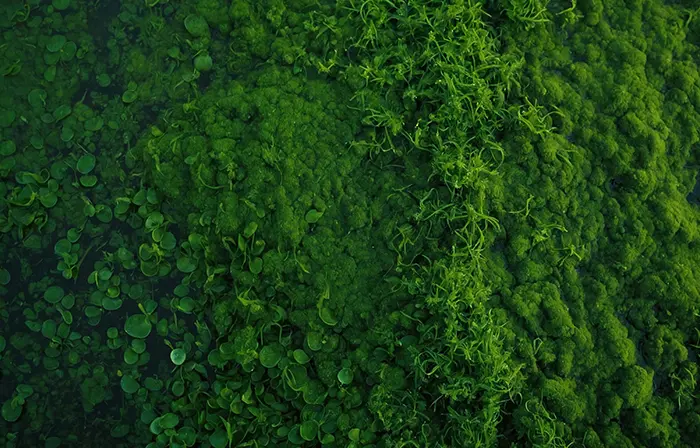 Lush Green Moss Texture Detail image